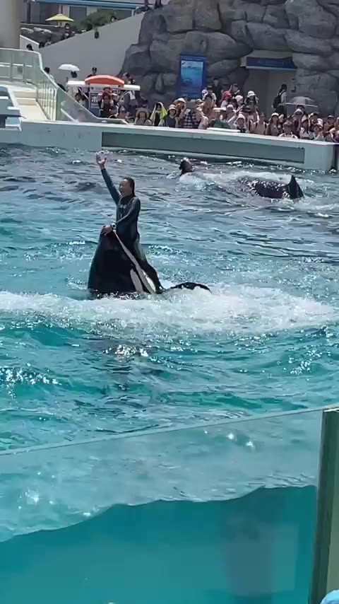 Spectacular Performance by dolphins pt2