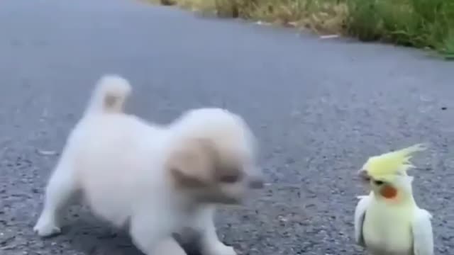 Cute puppy