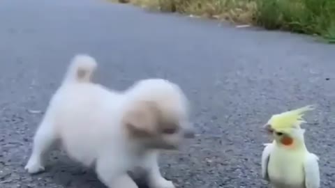 Cute puppy