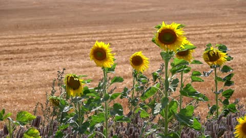 Sunflowers In Nature