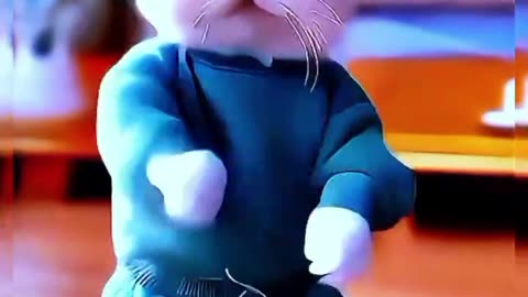 Cute baby cat dance