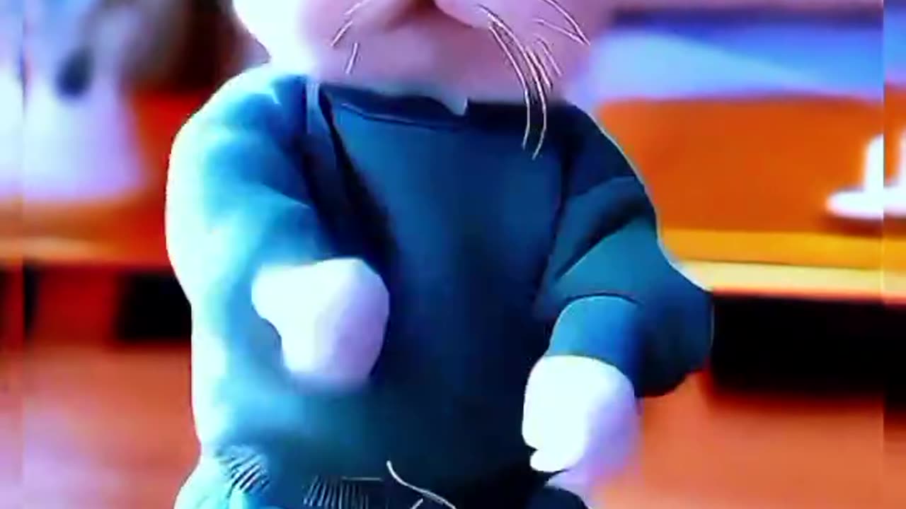 Cute baby cat dance