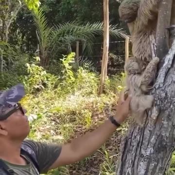 Sloth mom thanks man for saving her kid's life