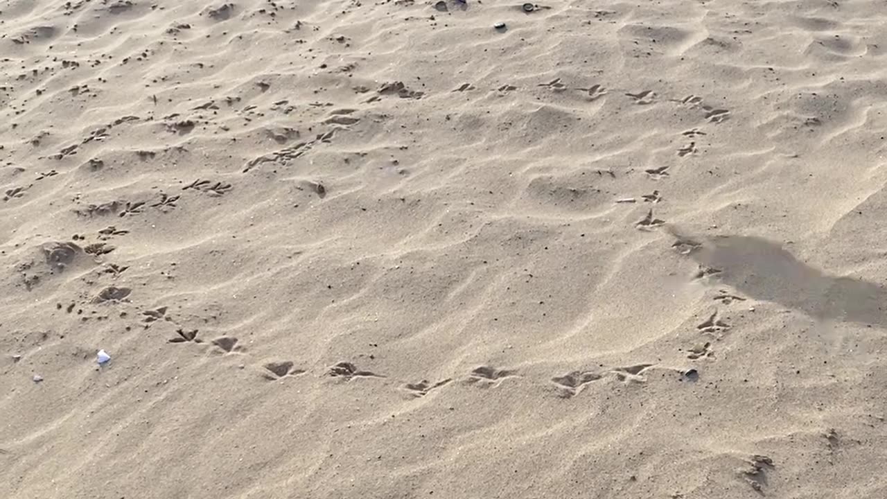 Pigeon's Footprints Create Beach Heart