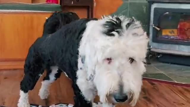 Best Funny Dogs Video -EP (1)