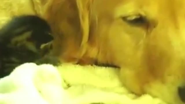The warm male golden retriever is a cat's quilt