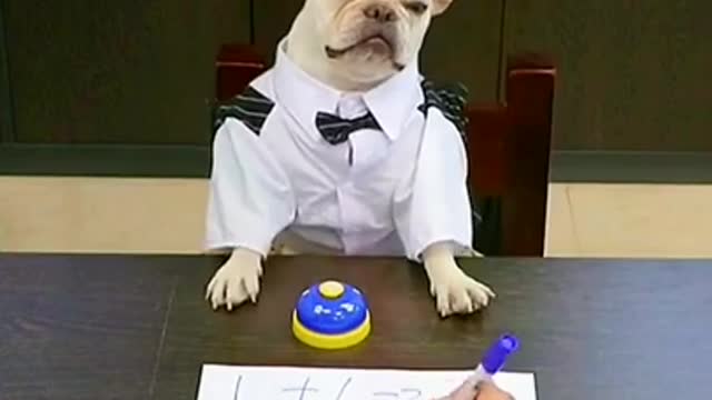 Cute Dog can do maths !!!😲😱😲