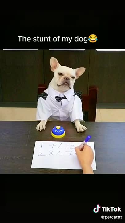 Cute Dog can do maths !!!😲😱😲