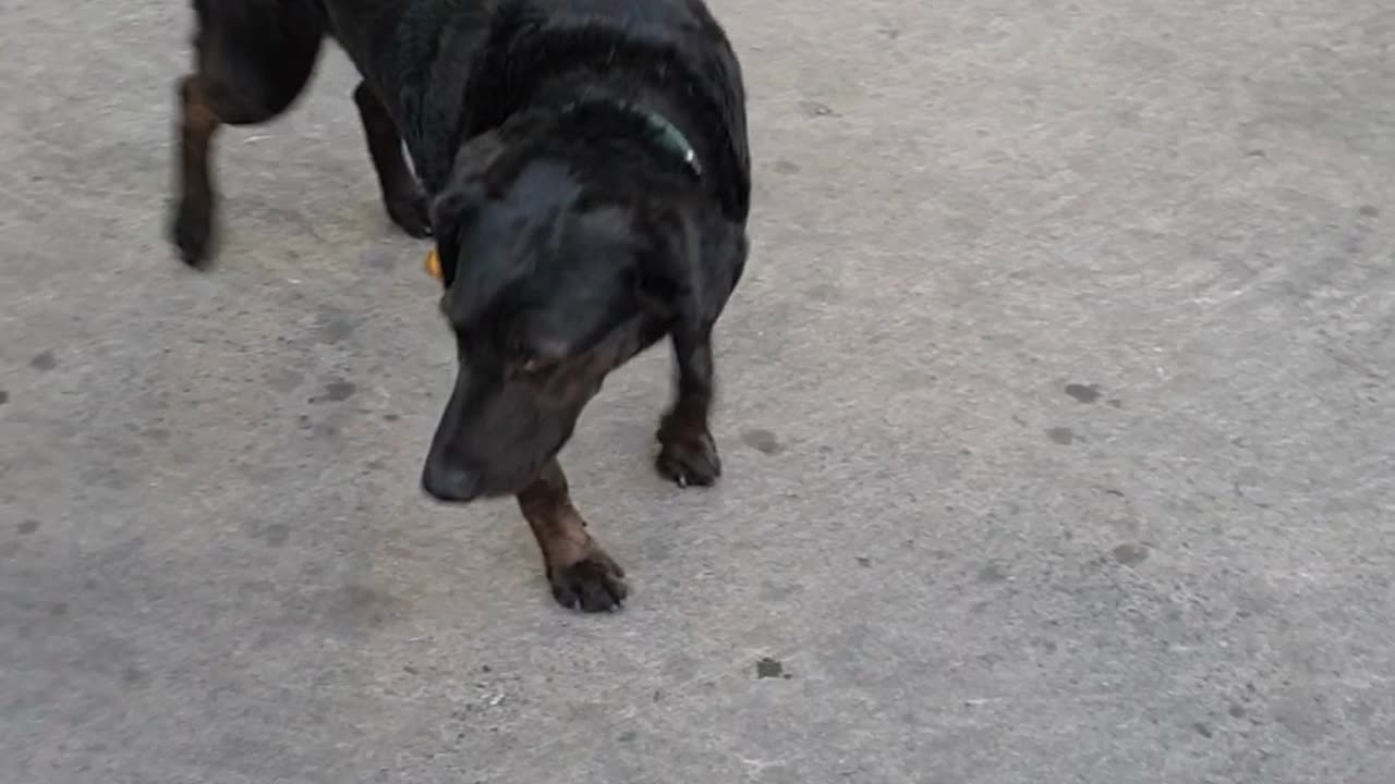 Tobi Having Fun 🐕🇨🇱