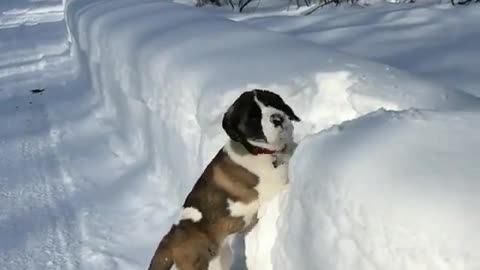This Dog is Having a Bit of a Problem