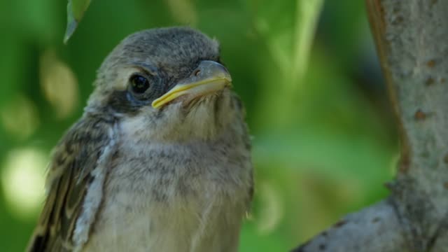 Cute bird standing on a tree branch - With beautiful music