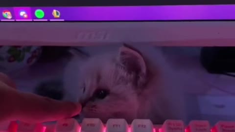 Kitten playing behind a keyboard