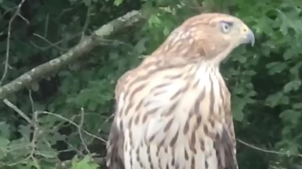 Random Chicken Hawk Decieded To Come Hang Out on the Deck