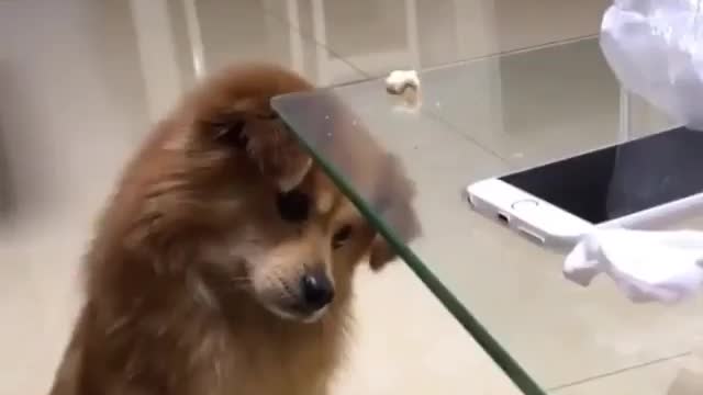 Have you tried this with your dog