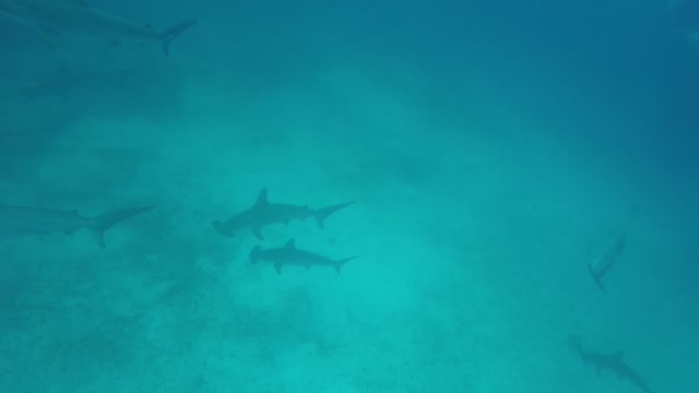 Hungry Hungry Hammerheads - glad we're not a menu item!