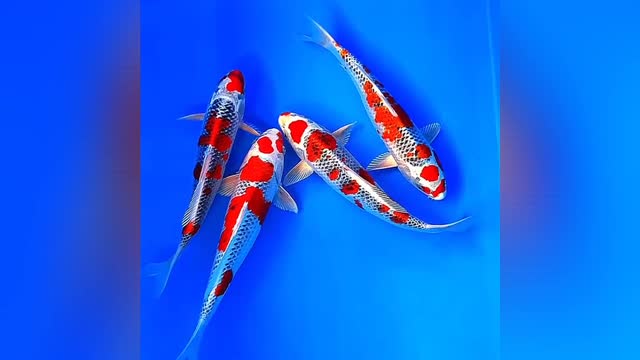 In Japan, koi fish are used as a symbol of love or friendship