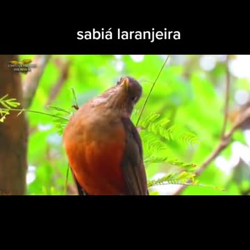 3 best birdsong