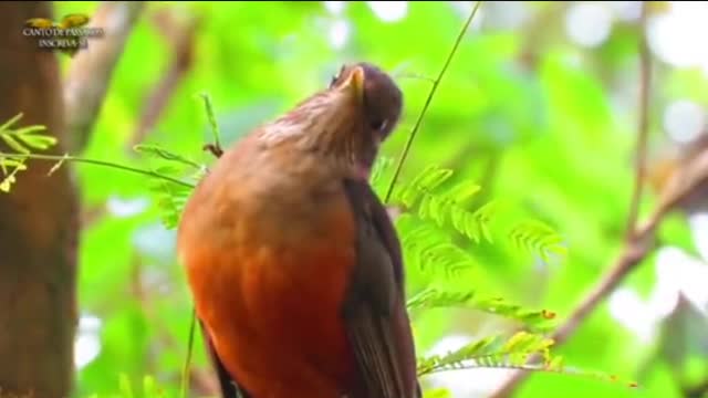 3 best birdsong