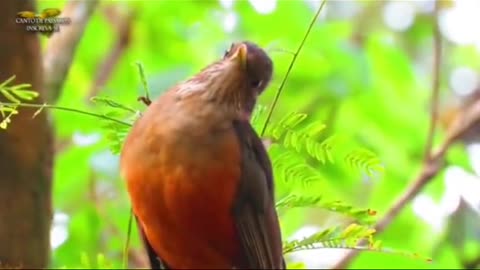 3 best birdsong