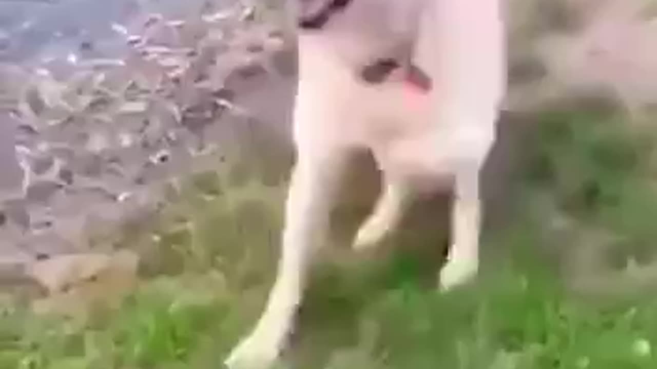 Happy Dance