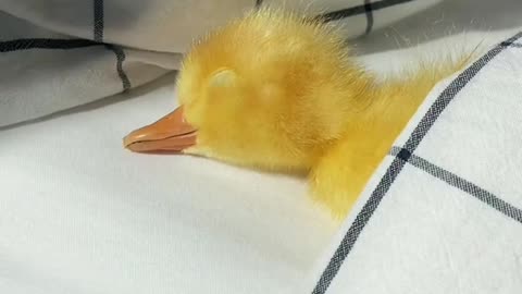 Well there's nothing I wouldn't sacrifice to keep this duck happy