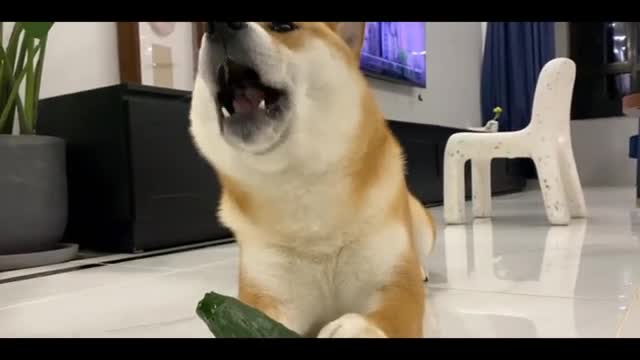 puppy eating cucumber