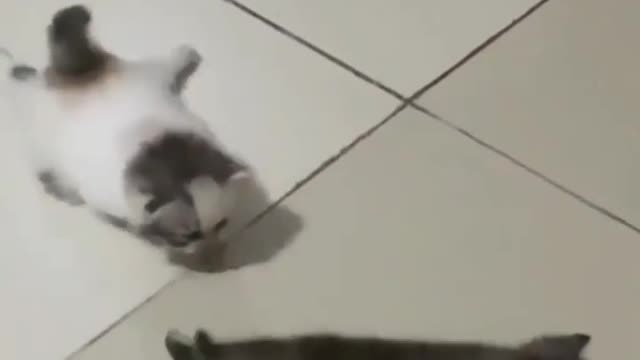 Mission Impossible Cats😂