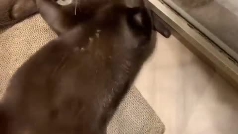 funny cats