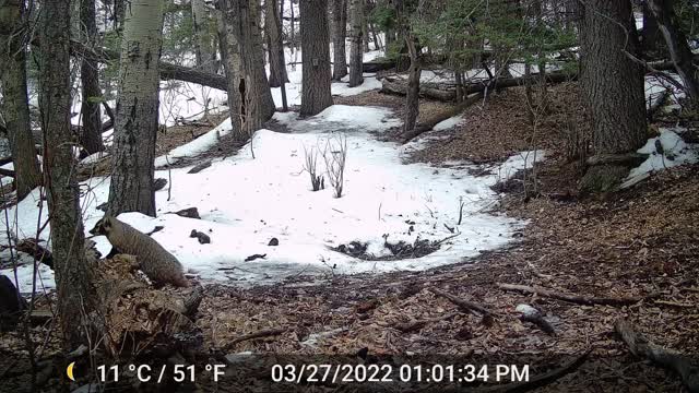 Badger_032722