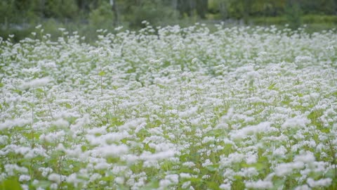 flores blancos