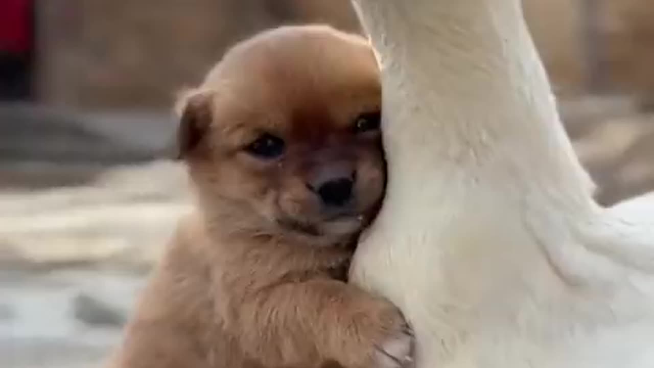 puppy riding a duck