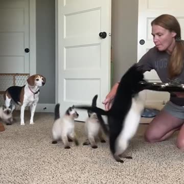 Kittens clamber for cuisine ..!!.