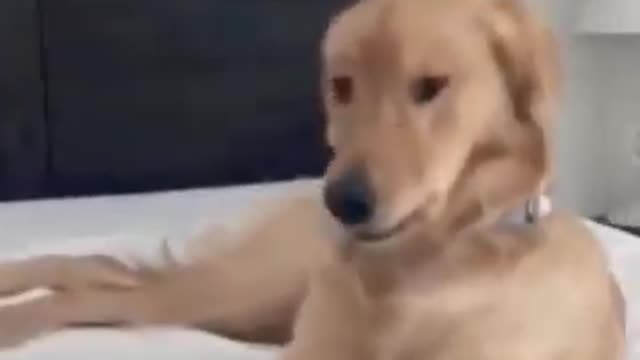 Dog Playing With Music,Dog Playing,