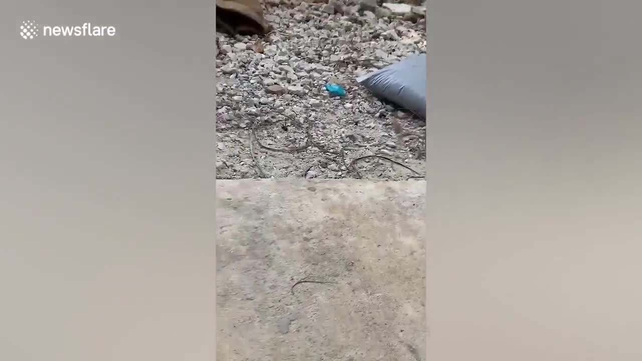 Huge king cobra caught hiding under kitchen cabinet