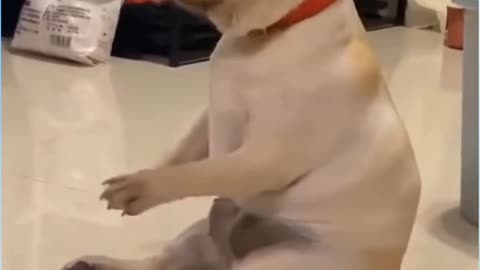 Dogs Funny videos cute dogs