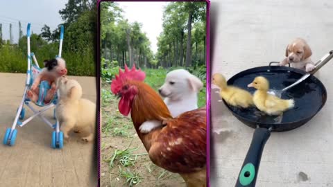 Cute chicken 🐓 and dogs friendship