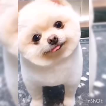 Cutest White dog is shaking head and smiling - dog sticking tongue out