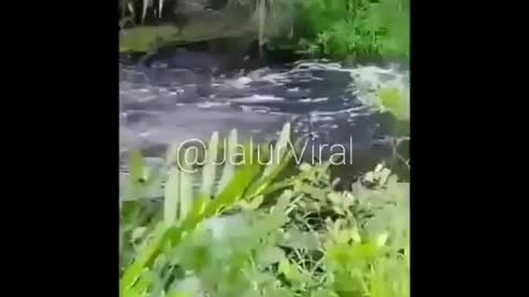 This is a beautiful and charming water-dwelling species