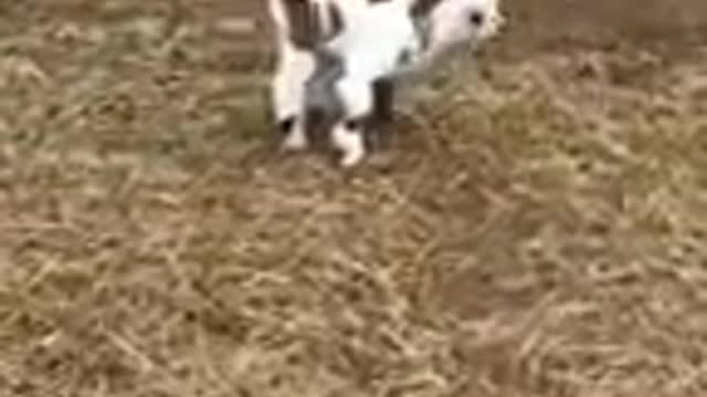 Funny Baby goat cat dog animals videos_