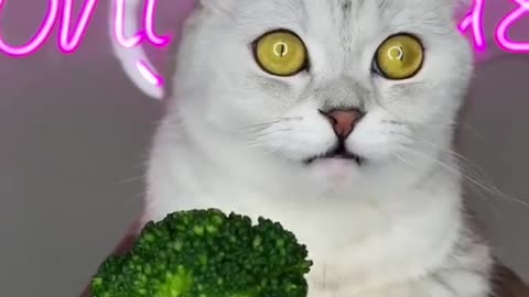 video cat eating vegetables