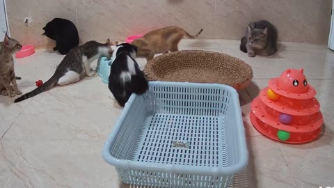 Funniest pet videos