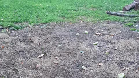 Fawn must know im its fosterparent