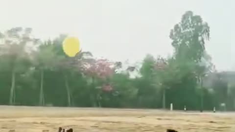 Entertaining Dogs