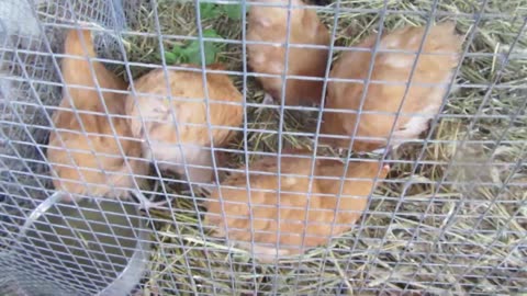 Silkie chickens (3)