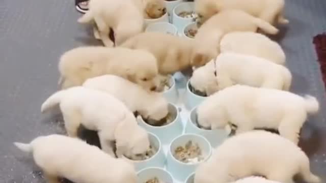 cute little puppies having breakfast