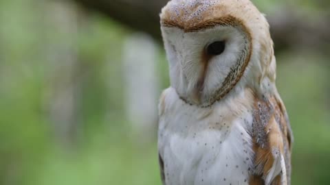 Owl turning head high definition Owl turning its head towards camera