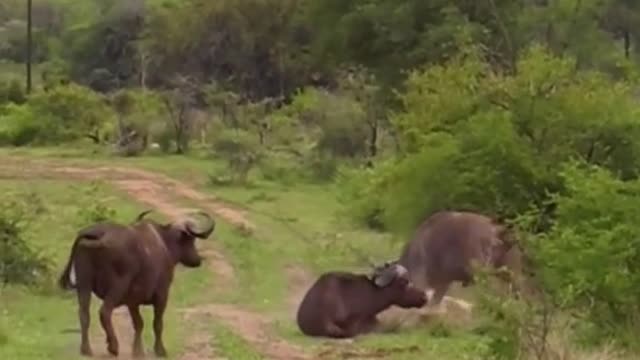 The buffalo hits the lion to save a buffalo