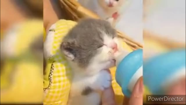 Funniest cats video 2022 #33