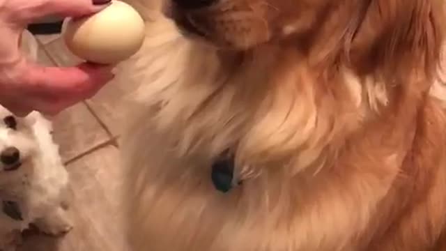 Golden retriever walking with egg in mouth drops it