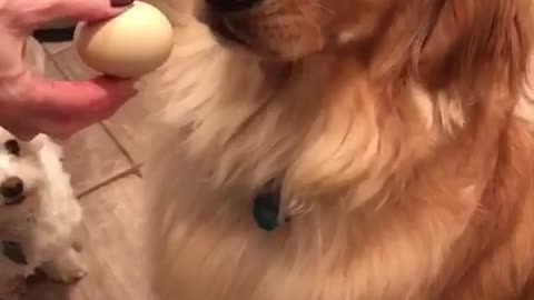 Golden retriever walking with egg in mouth drops it